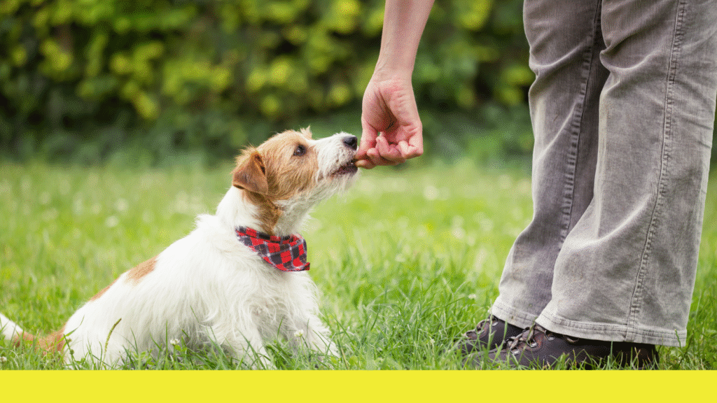Basic Dog Commands
