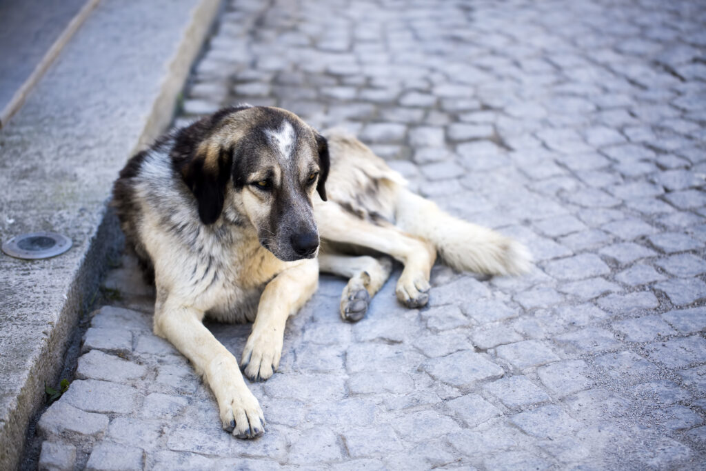 Dog Crying at Night