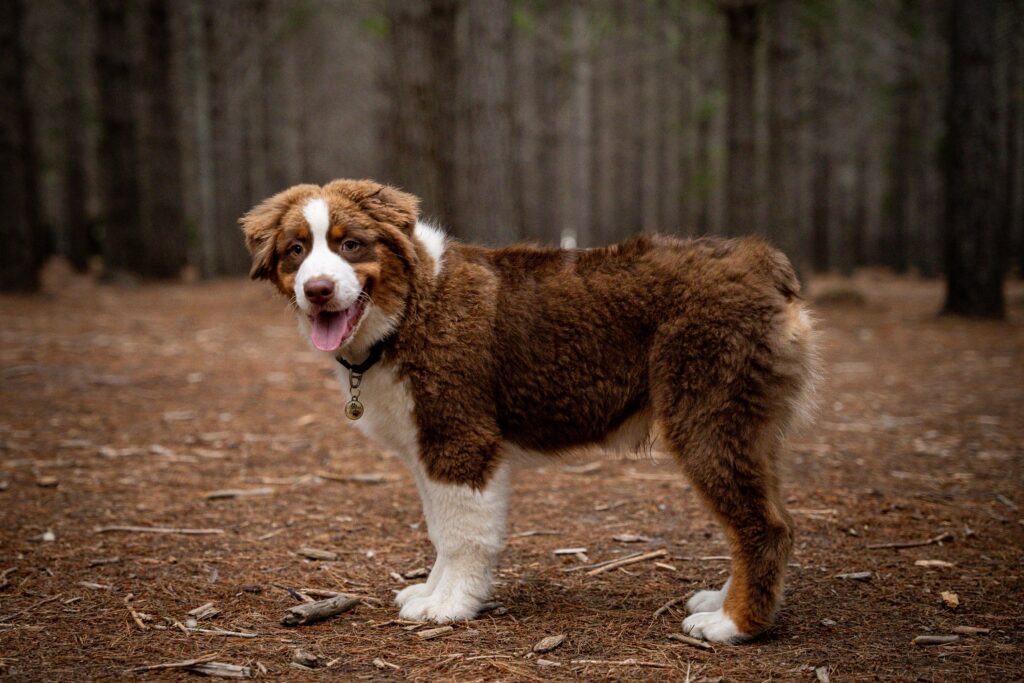 Australian Mountain Dog