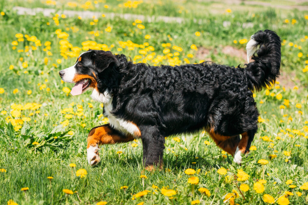 Mini Bernese Mountain Dog
