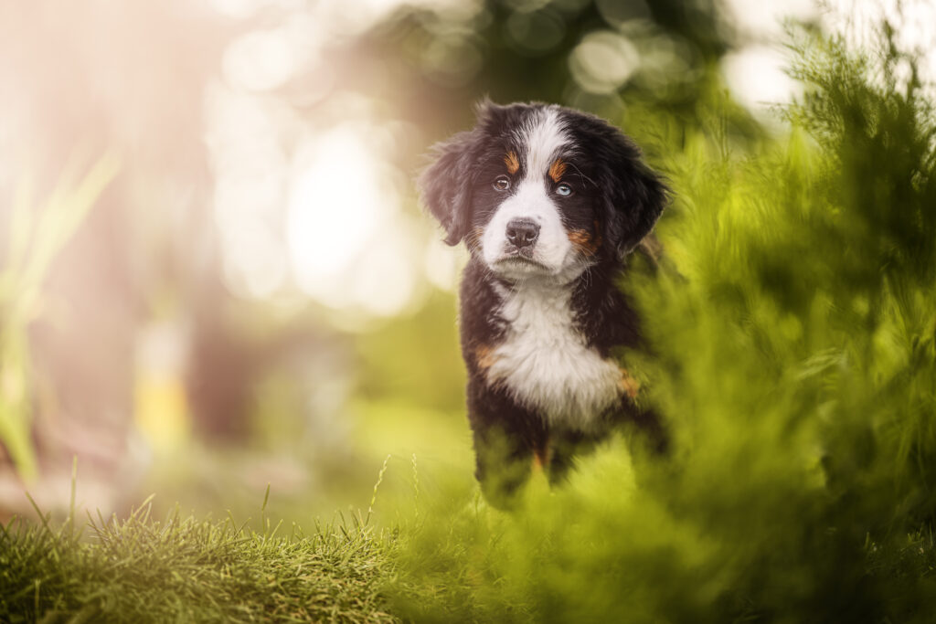 Mini Bernese Mountain Dog