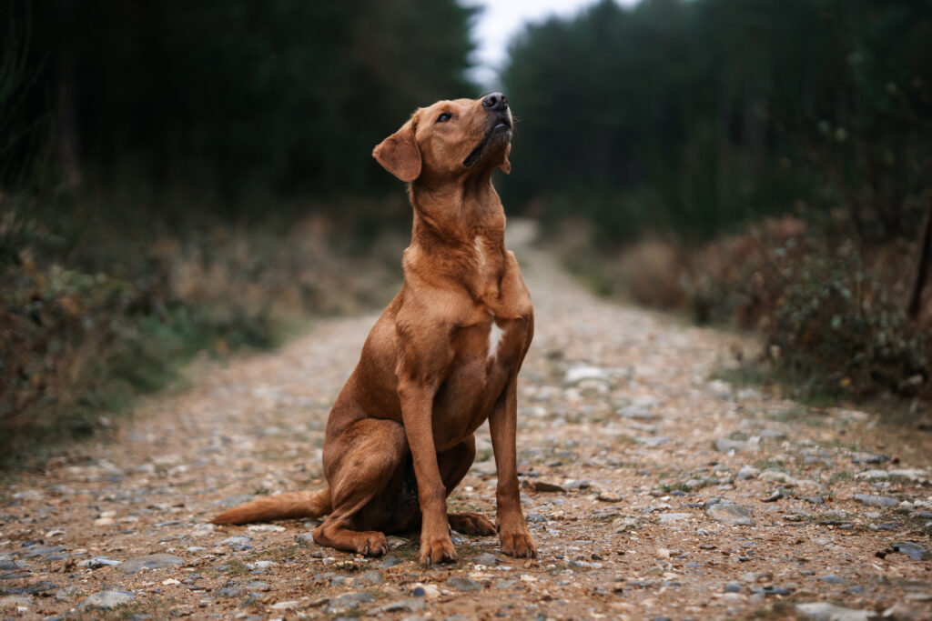 Why Dogs Bark at Night