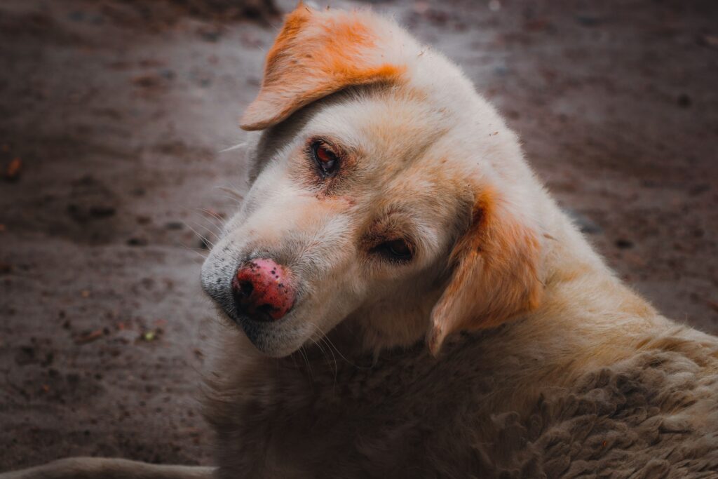 Dog Crying at Night