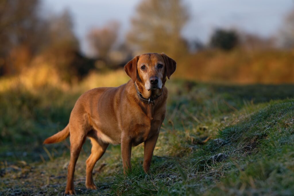 Fox Red Labrador Retriever