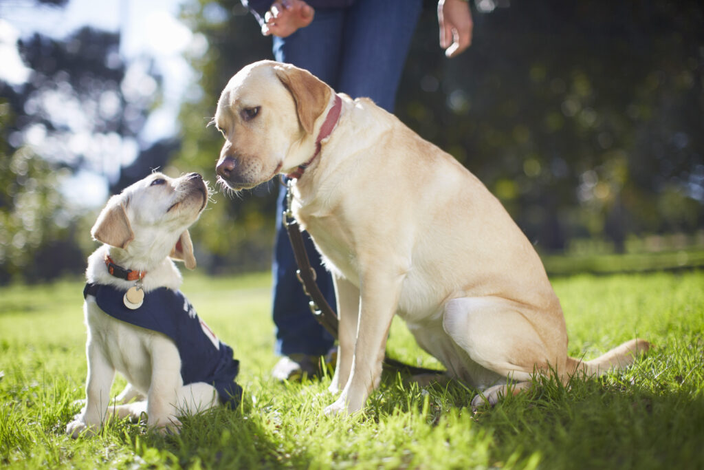 golden retriever vs labrador