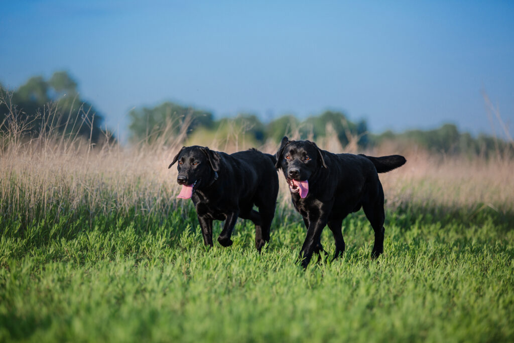 golden retriever vs labrador