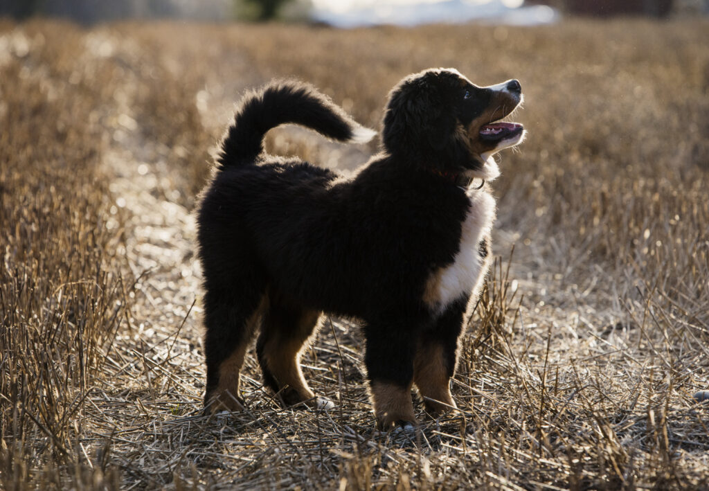 Mini Bernese Mountain Dog