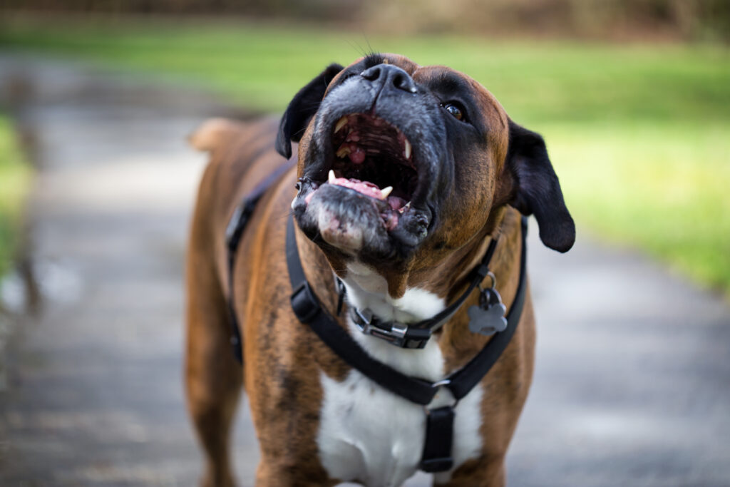 Dog Crying at Night