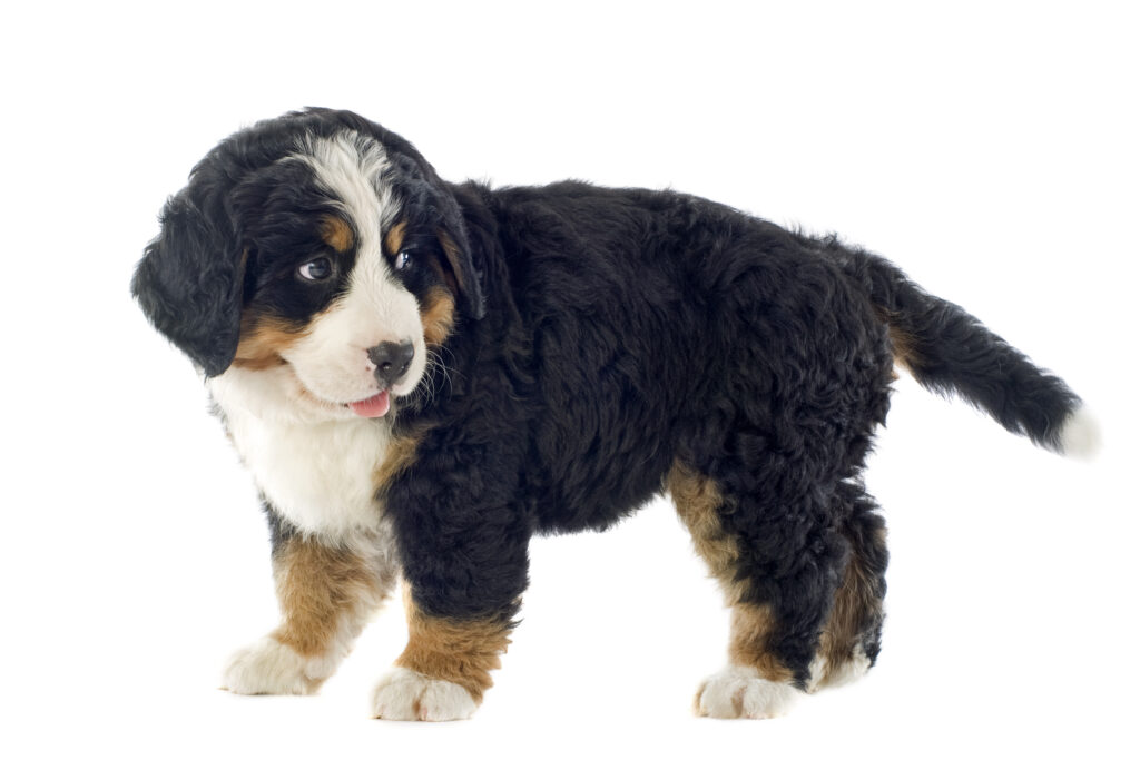 Mini Bernese Mountain Dog