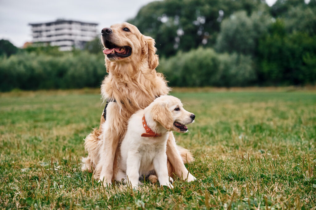 golden retriever vs labrador