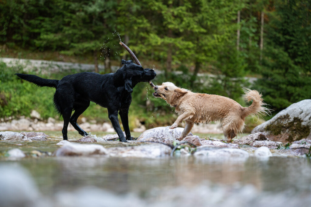 golden retrievers vs labrador