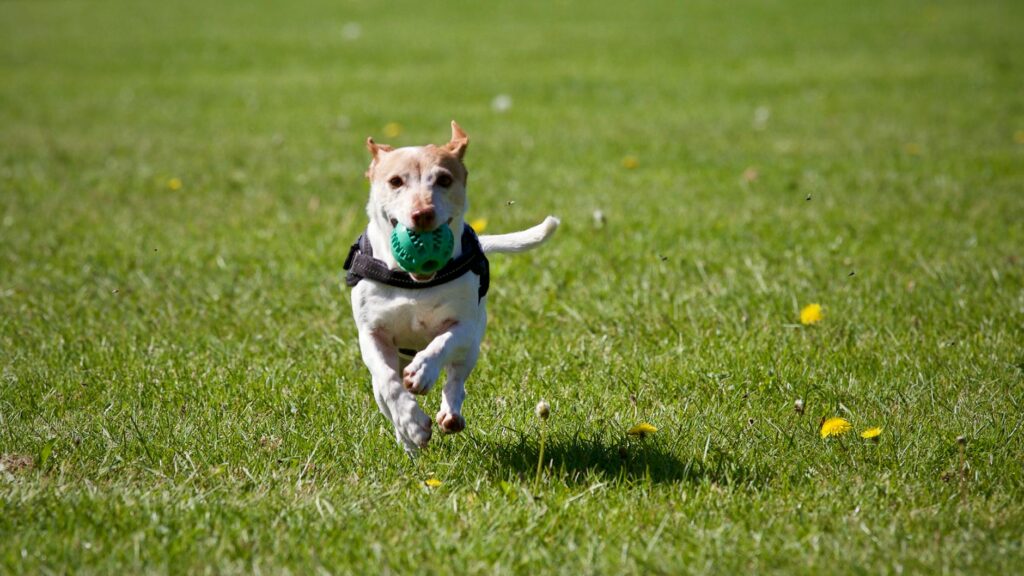 5 Shocking Secrets to Perfect Dog Recall That Trainers Don't Want You to Know