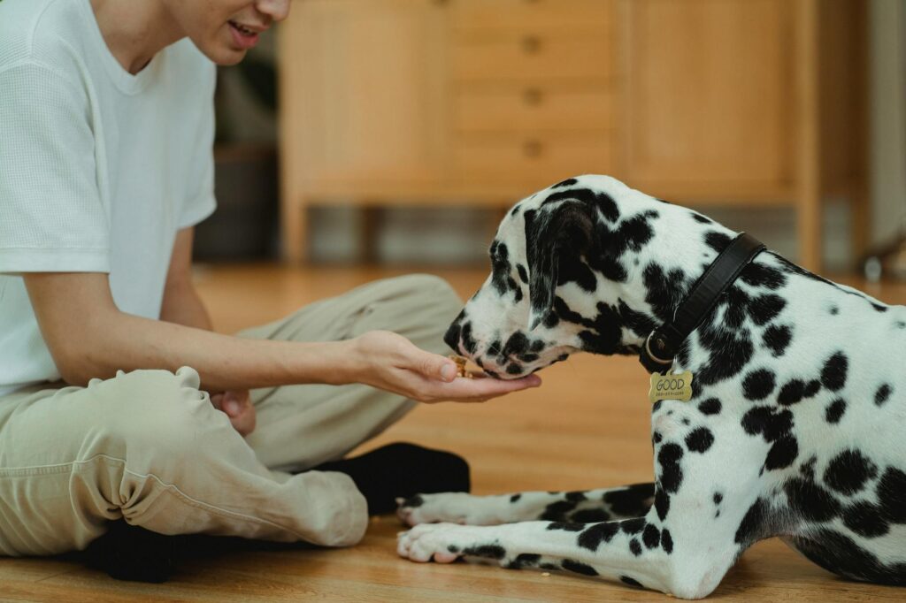 Dog Not Eating